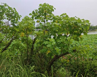 河畔绿意盎然的繁茂植物