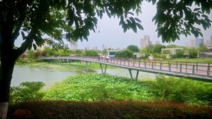 河畔绿荫下的宁静景致