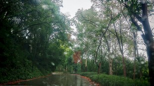 林间小道
