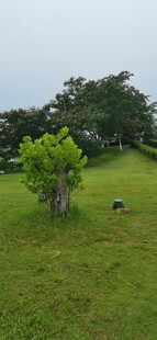 绿野孤树的静谧景致
