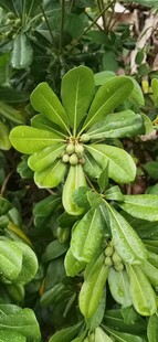 翠绿叶片簇拥的植物