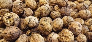 饱满的褐色坚果颗粒