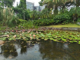 池塘睡莲景观