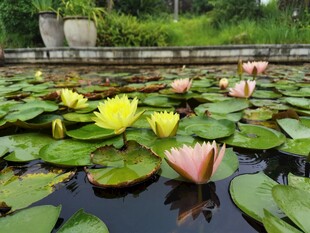 池塘中的多彩睡莲绽放