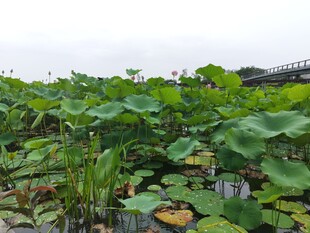 荷塘绿意浓