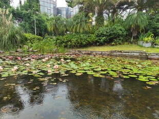 池塘睡莲与繁茂绿植景观