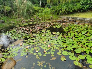 静谧池塘中的睡莲景观