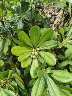 翠绿叶片的植物特写
