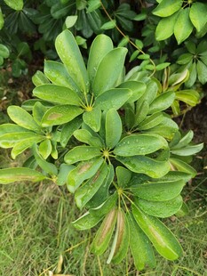 绿叶繁茂的植物