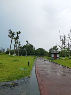 雨后公园小径与绿植景观