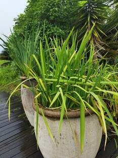 盆栽绿植
