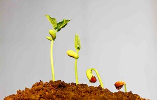 破土而出的幼苗