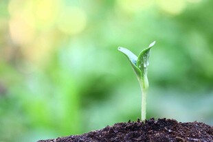 破土而出的嫩绿幼苗