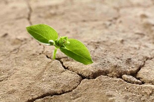 破土而出的嫩绿幼苗