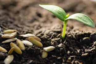 破土而出的嫩绿幼苗