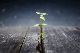 木桌上的嫩绿幼苗