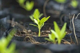 嫩绿幼苗破土而出