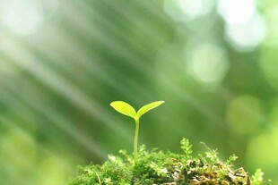 嫩绿幼苗在微光中破土