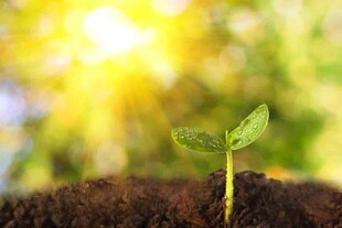 破土而出的嫩绿幼苗