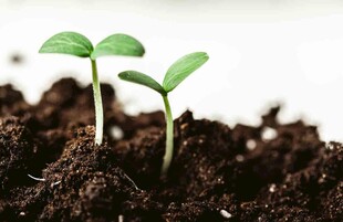 破土而出的嫩绿幼苗