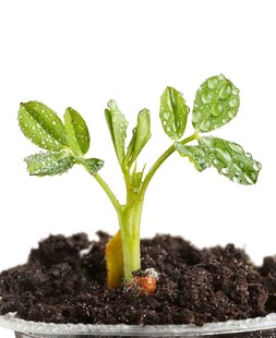 破土而出的嫩绿幼苗