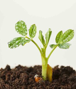 破土而出的嫩绿幼苗