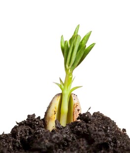 破土而出的嫩绿幼苗