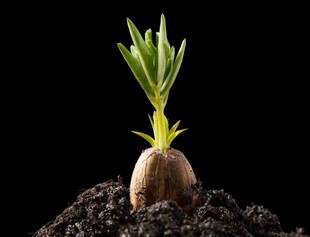 破土而出的新生绿植