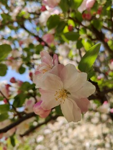 枝头绽放的粉嫩苹果花