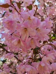 烂漫粉色樱花绽放枝头