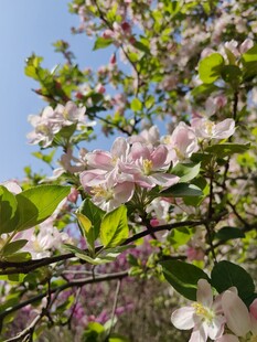 春日繁花绽放枝头
