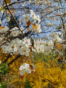 春日繁花绽放枝头