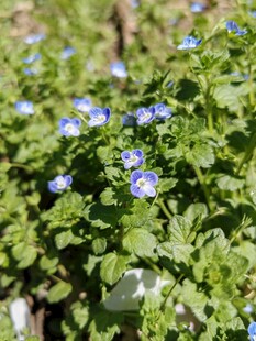 蓝花绿叶植物特写