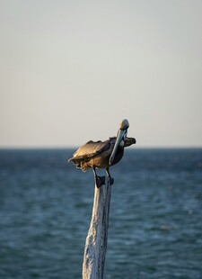 海鸟栖息于海边木桩