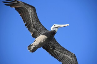 翱翔蓝天的鹈鹕
