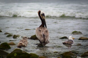 海边鹈鹕与小鸟的和谐画面