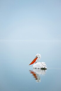 水面上的白鸟与倒影