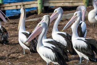 一群鹈鹕聚集在地面