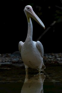 水中站立的白色鹈鹕