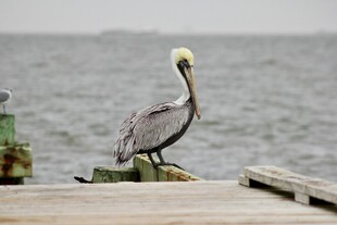 鹈鹕立于码头眺望远方