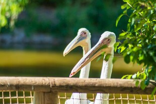 围栏边的两只鹈鹕