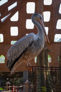 鹈鹕站立于独特建筑旁