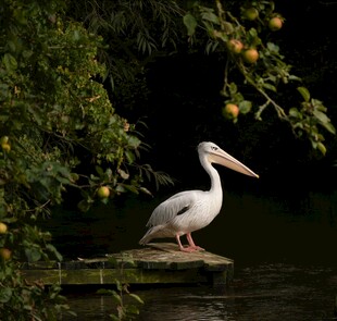 水边栖息的白色鹈鹕