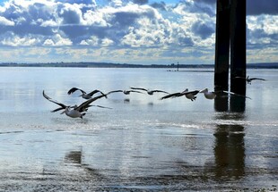 湖畔鹈鹕掠水美丽景象