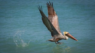 鹈鹕展翅于碧海之上