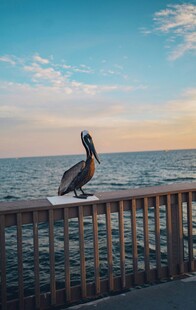 海边栏杆上的鹈鹕