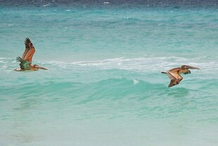 海面上飞翔的两只鸟儿