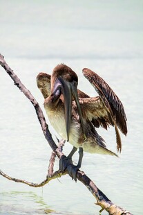 鹈鹕栖息于枝头