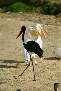 沙滩上行走的黑白鹳鸟