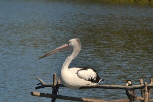 水边鹈鹕栖息于木枝上